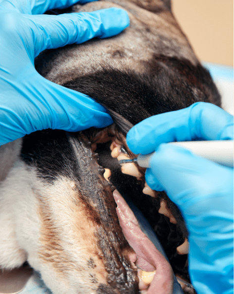 odontologia veterinaria