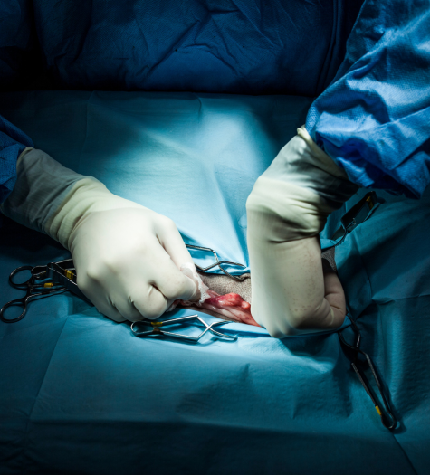 Veterinario operando un perro con laparoscopia