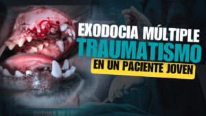 Exodoncia múltiple por traumatismo en perro