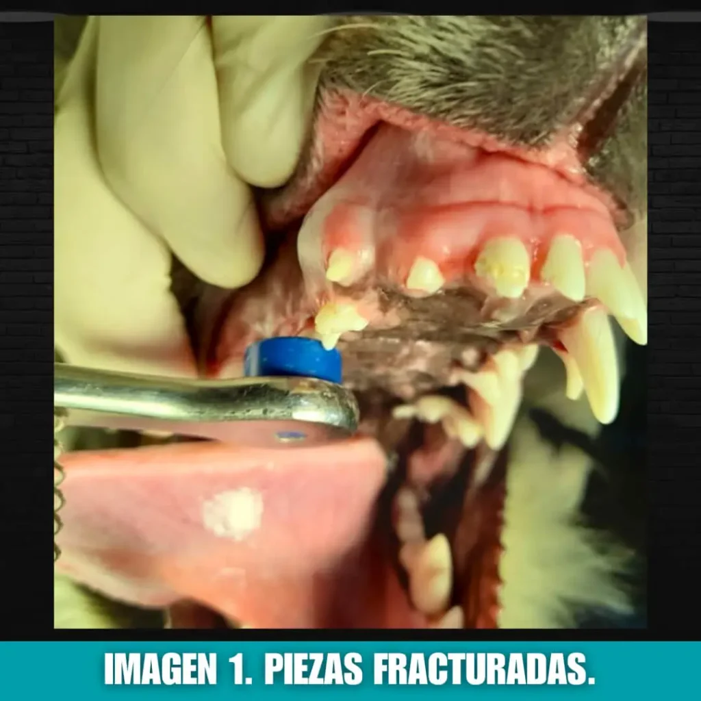 imagen 1: piezas fracturadas